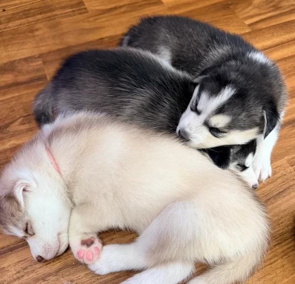 cucciolo di husky per adozione
