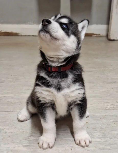 cucciolo di husky per adozione | Foto 0