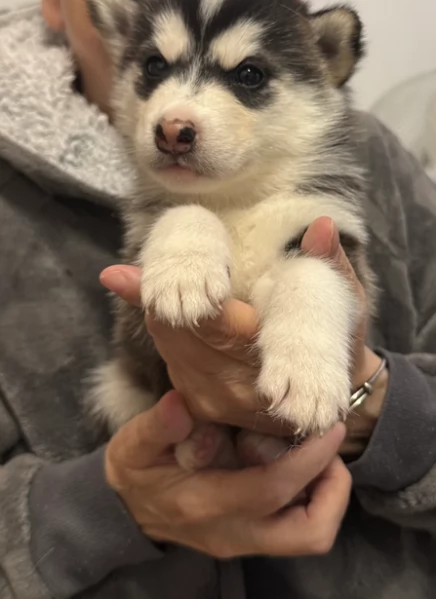 cucciolo di husky per adozione | Foto 3