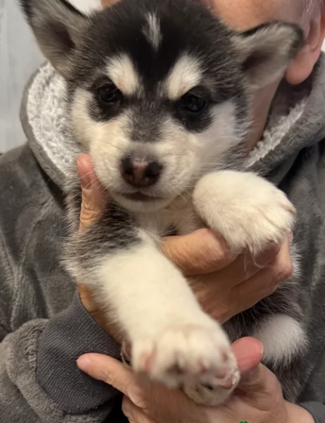cucciolo di husky per adozione | Foto 2