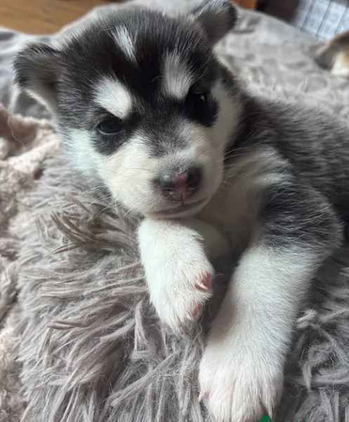 cucciolo di husky per adozione | Foto 1