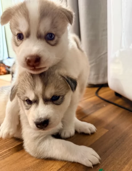 cucciolo di husky per adozione | Foto 0