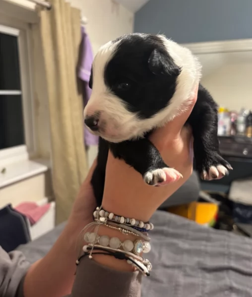 Border Collie cucciolo  per adozione