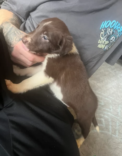Border Collie cucciolo per adozione | Foto 3