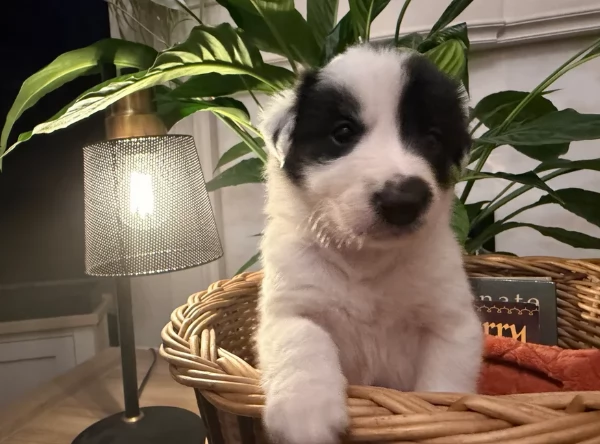 Border Collie cucciolo per adozione | Foto 4