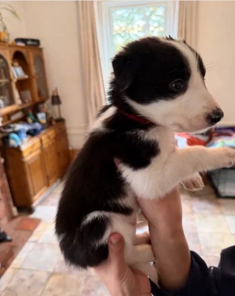 Border Collie cucciolo per adozione | Foto 1