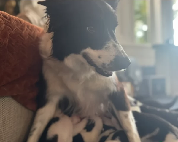 Border Collie cucciolo per adozione | Foto 0