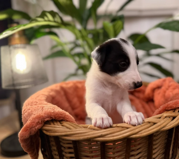 Seduta Del Cucciolo Di Border Collie Fotografia Stock - Immagine di