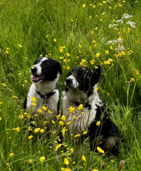 Border Collie cucciolo per adozione