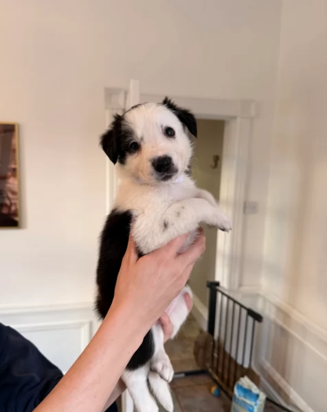 Border Collie cucciolo per adozione | Foto 1