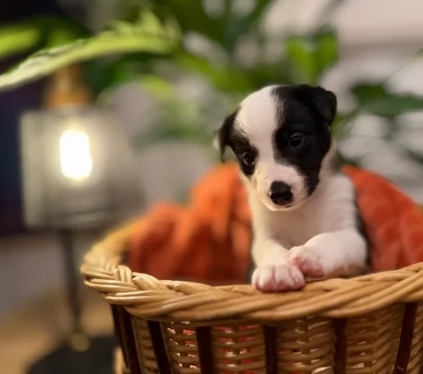 Border Collie cucciolo per adozione | Foto 3