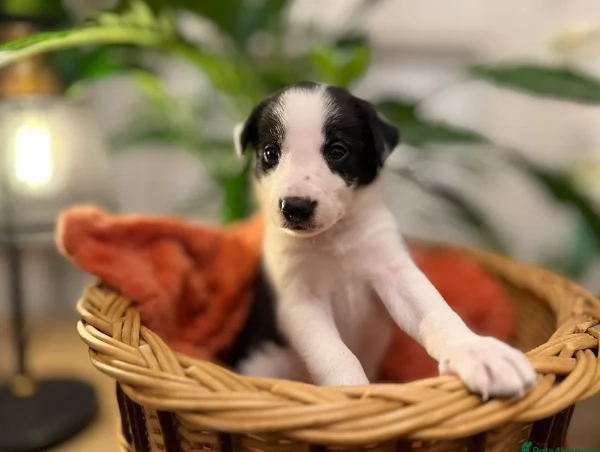 Border Collie cucciolo per adozione | Foto 1