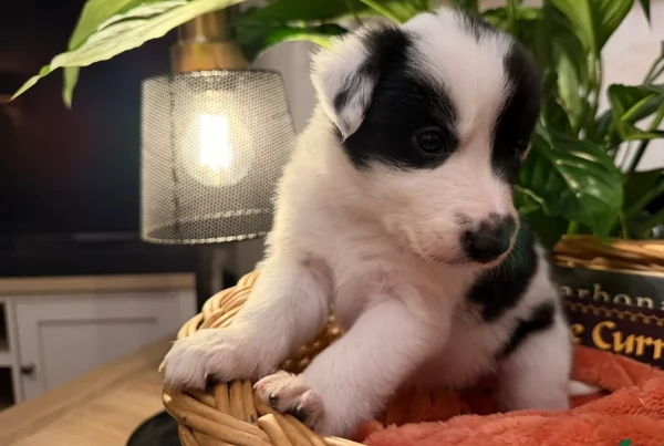 Border Collie cucciolo per adozione | Foto 0