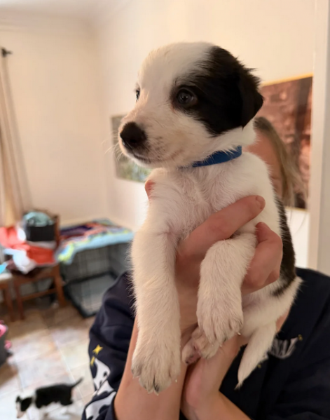 Regalo Border Collie da Privato a Frosinone vendita cucciolo cuccioli