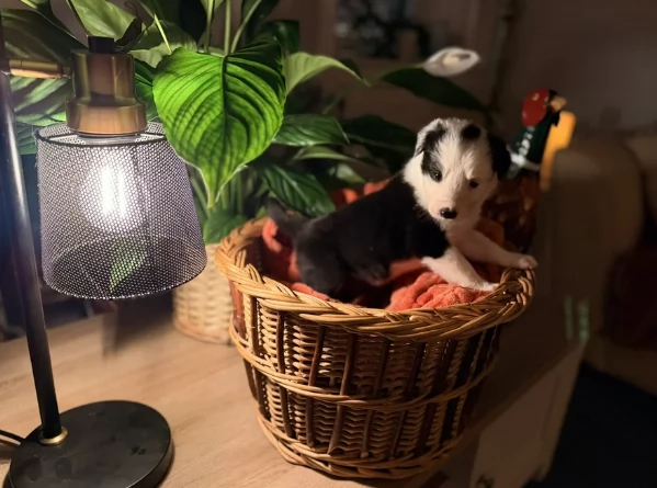 Border Collie cucciolo per adozione | Foto 4