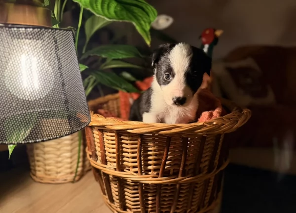 Border Collie cucciolo per adozione | Foto 1