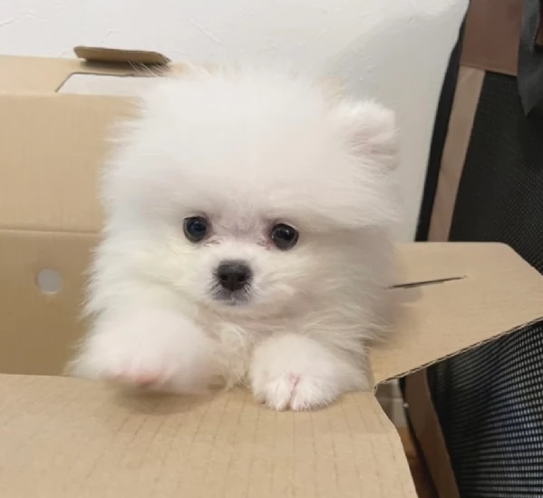 adorabili cuccioli di toy pomerania per adozione