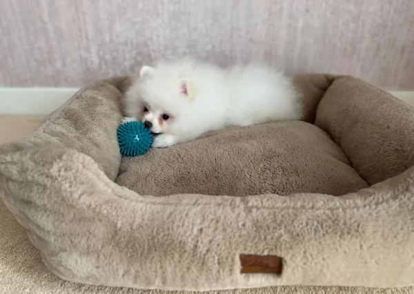 adorabili cuccioli di toy pomerania per adozione