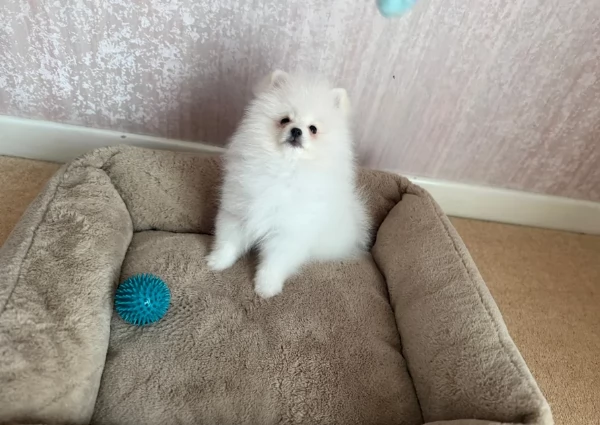 adorabili cuccioli di toy pomerania per adozione | Foto 3