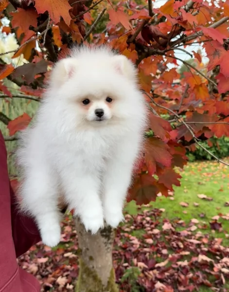 adorabili cuccioli di toy pomerania per adozione | Foto 0