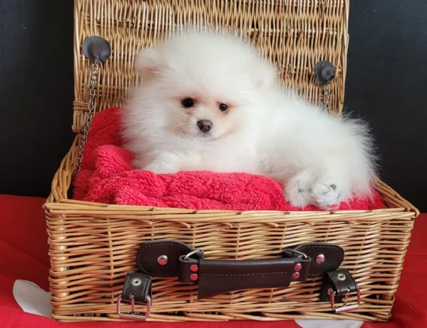 adorabili cuccioli di toy pomerania per adozione | Foto 4