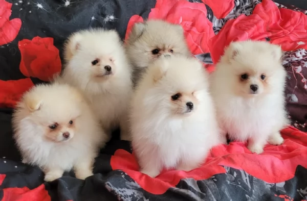 adorabili cuccioli di toy pomerania per adozione | Foto 2