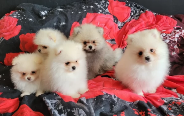 adorabili cuccioli di toy pomerania per adozione | Foto 1