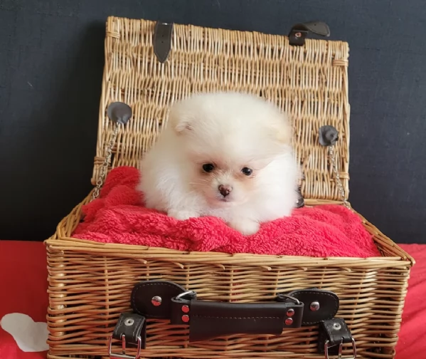 adorabili cuccioli di toy pomerania per adozione