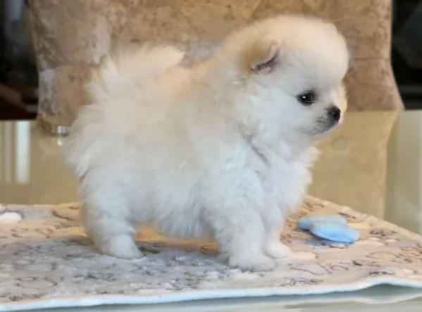 adorabili cuccioli di toy pomerania per adozione | Foto 5