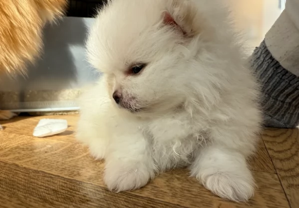 adorabili cuccioli di toy pomerania per adozione