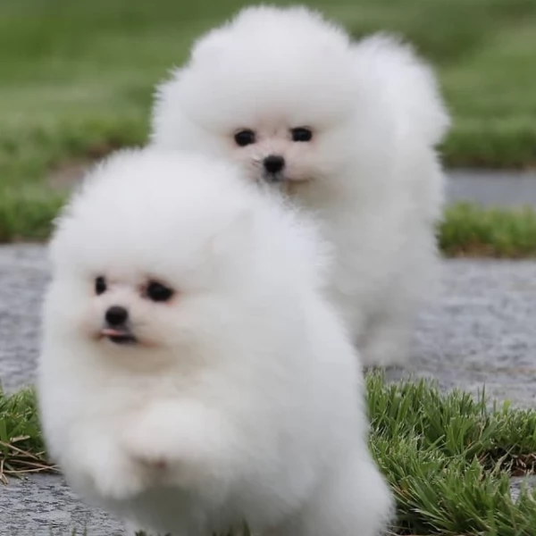 adorabili cuccioli di toy pomerania per adozione | Foto 2