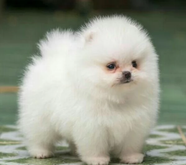 adorabili cuccioli di toy pomerania per adozione | Foto 0