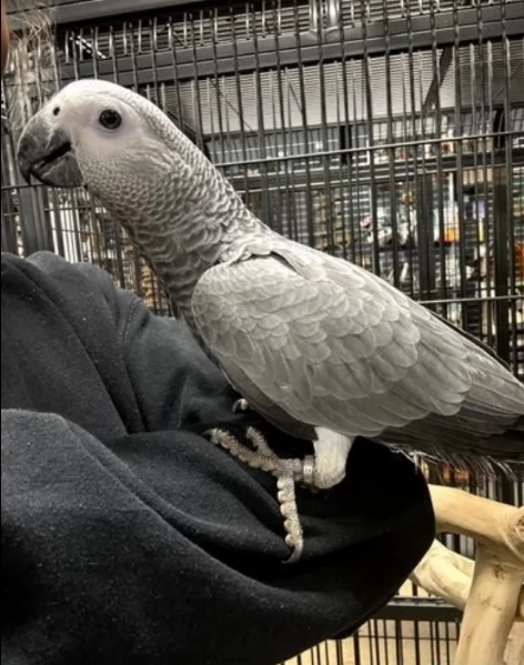 Pappagalli cenerini africani super addomesticati e molto coccolosi  | Foto 1
