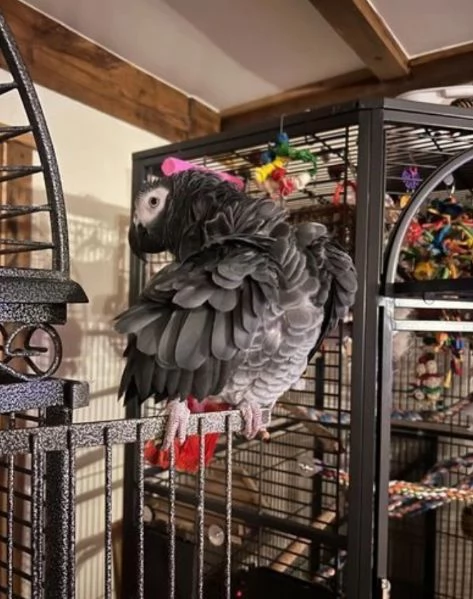 Pappagalli cenerini africani super addomesticati e molto coccolosi  | Foto 3