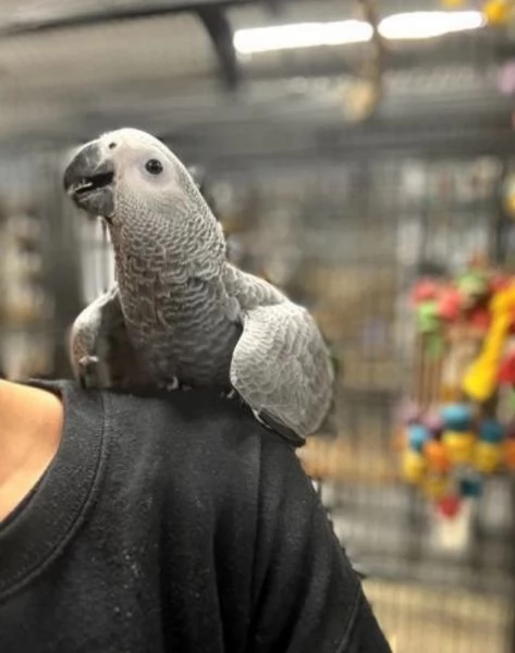 Pappagalli cenerini africani super addomesticati e molto coccolosi  | Foto 1