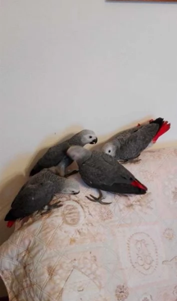Pappagalli cenerini africani super addomesticati e molto coccolosi  | Foto 1