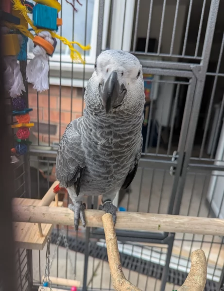 Pappagalli cenerini africani super addomesticati e molto coccolosi  | Foto 0