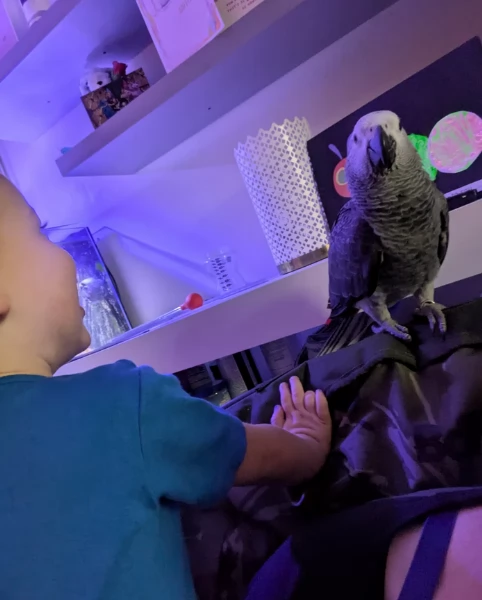 Pappagalli cenerini africani super addomesticati e molto coccolosi 