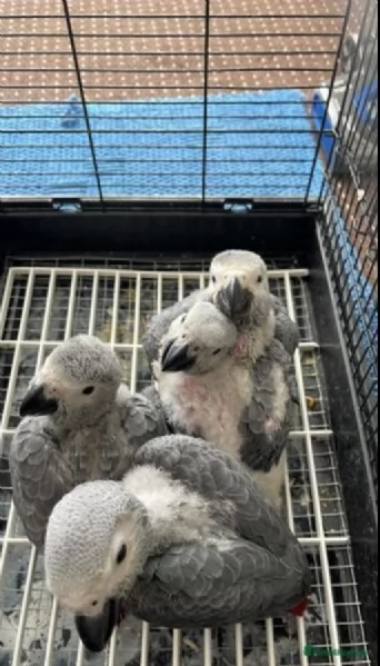 Pappagalli cenerini africani super addomesticati e molto coccolosi  | Foto 1