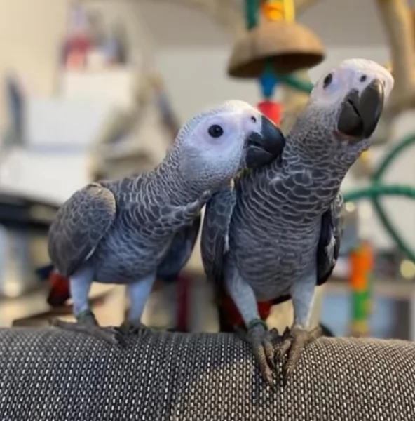 Pappagalli cenerini africani super addomesticati e molto coccolosi  | Foto 0