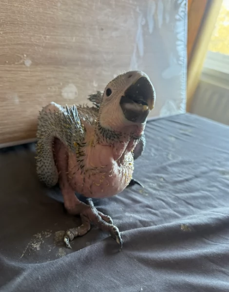 Pappagalli cenerini africani super addomesticati e molto coccolosi 