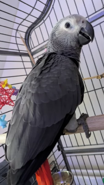 Pappagalli cenerini africani super addomesticati e molto coccolosi  | Foto 3