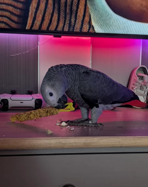 Pappagalli cenerini africani super addomesticati e molto coccolosi  | Foto 2