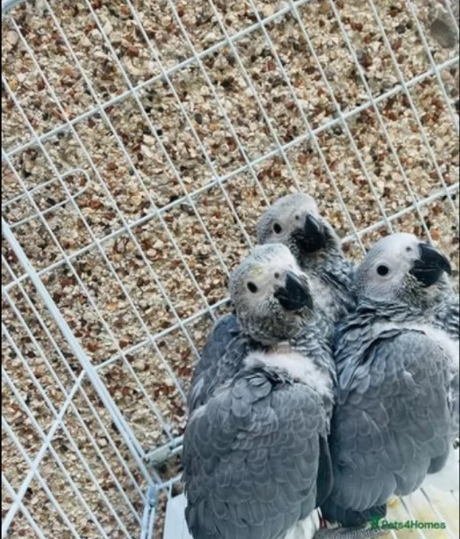 Pappagalli cenerini africani super addomesticati e molto coccolosi  | Foto 0