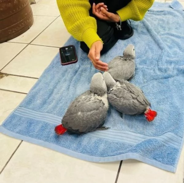Pappagalli cenerini africani super addomesticati e molto coccolosi  | Foto 1