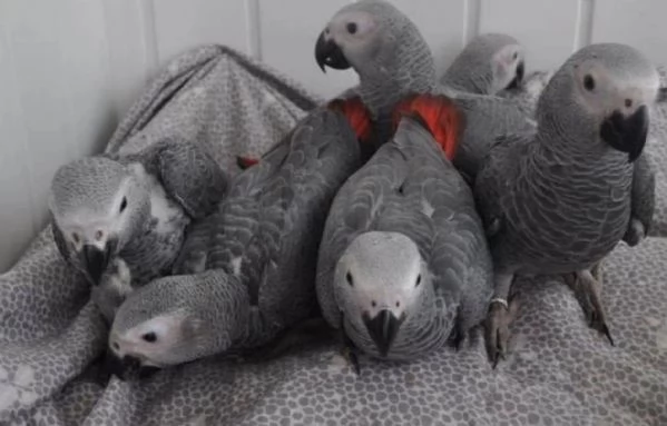 Pappagalli cenerini africani super addomesticati e molto coccolosi  | Foto 0