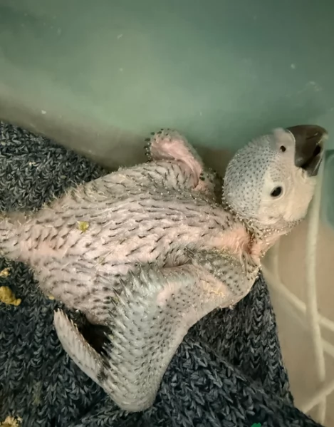 Pappagalli cenerini africani super addomesticati e molto coccolosi  | Foto 0