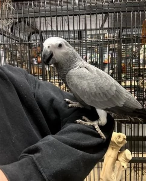 Pappagalli cenerini africani super addomesticati e molto coccolosi  | Foto 3