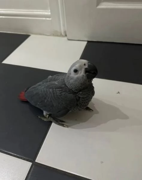 Pappagalli cenerini africani super addomesticati e molto coccolosi  | Foto 4