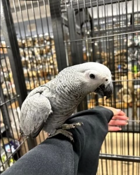 Pappagalli cenerini africani super addomesticati e molto coccolosi  | Foto 2